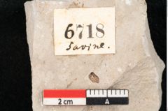 Foto (Detailansicht) von Chara meriani Braun (NHMW-GEO-2024-0188-6718)